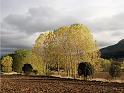 Campo riojano